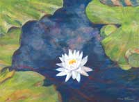 One Lily