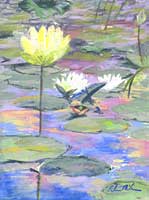 Lily 1